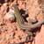 A lizard we found in Sedona