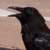 This raven was looking for handouts at the entrance to the Grand Canyon