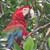 A macaw