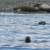 Harbor seals checking us out