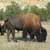 Matt and I got to observe wild Bison in the Badlands