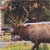 This elk walked his harem straight through downtown Mammoth Springs